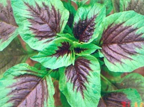 蔬菜品種：莧菜