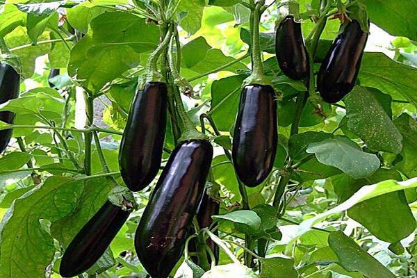 1760176497.jpg tupian_qiezi5.jpg