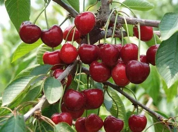 今年車厘子的價格和質量受哪些因素影響？